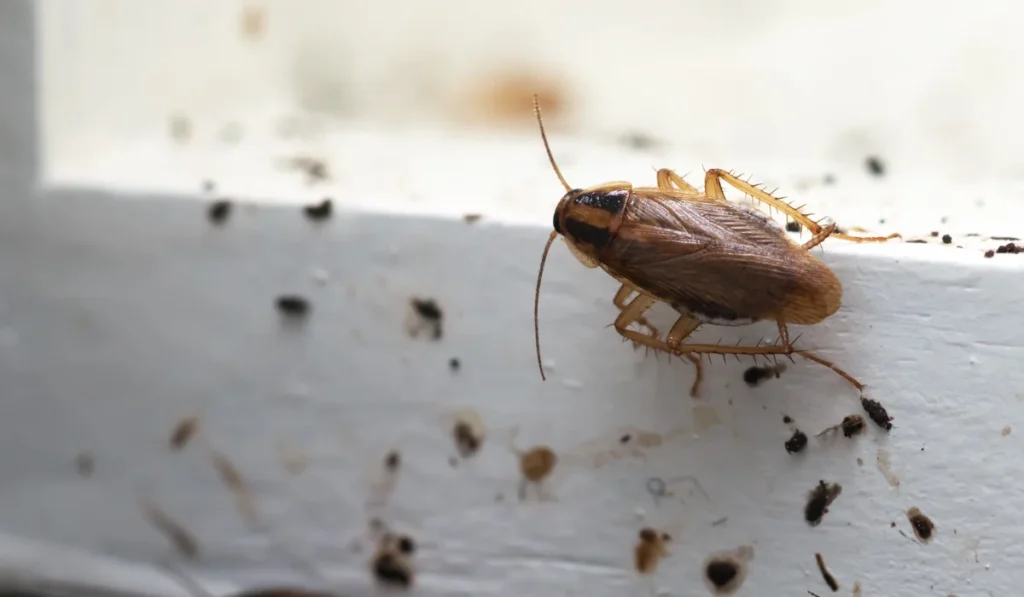 german cockroach