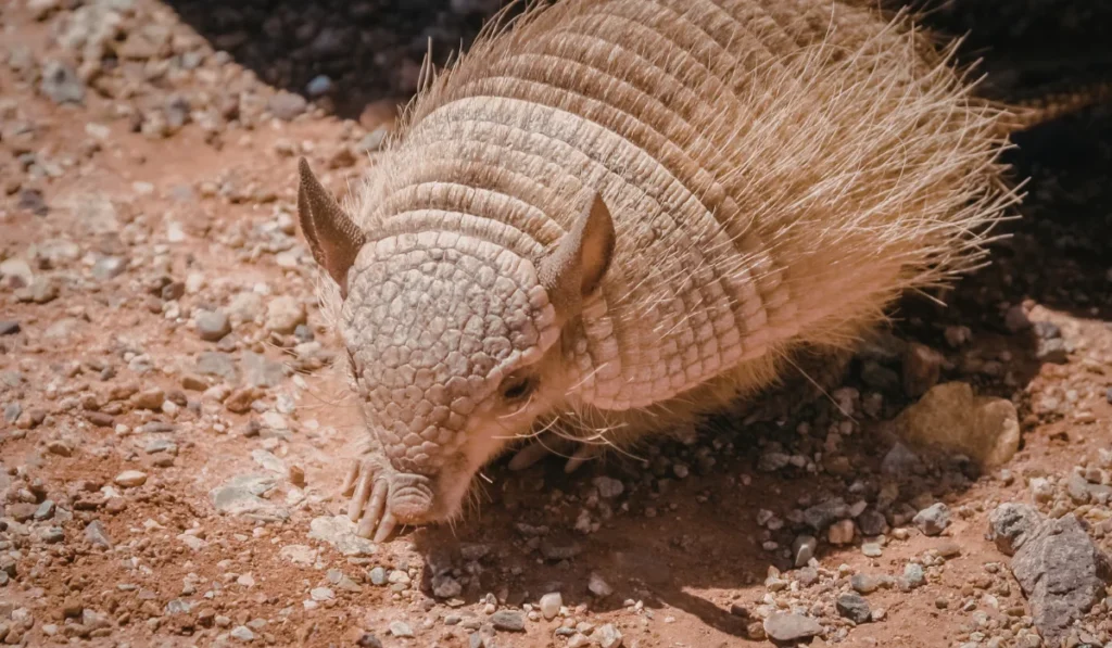 Armadillos