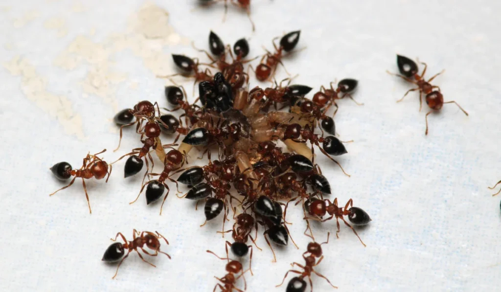 Black carpenter ant