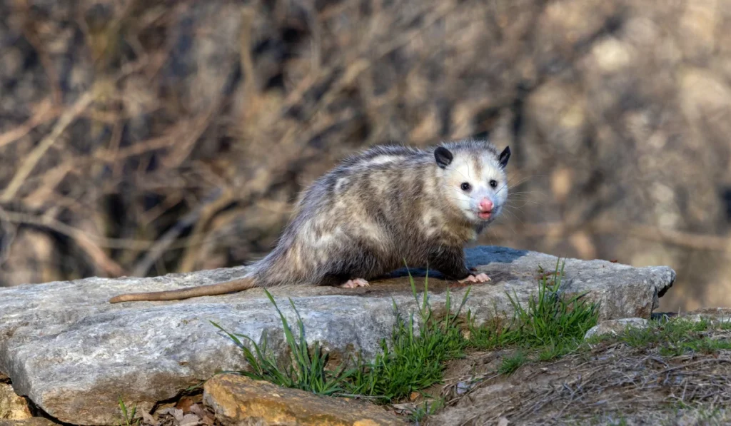 Opossums