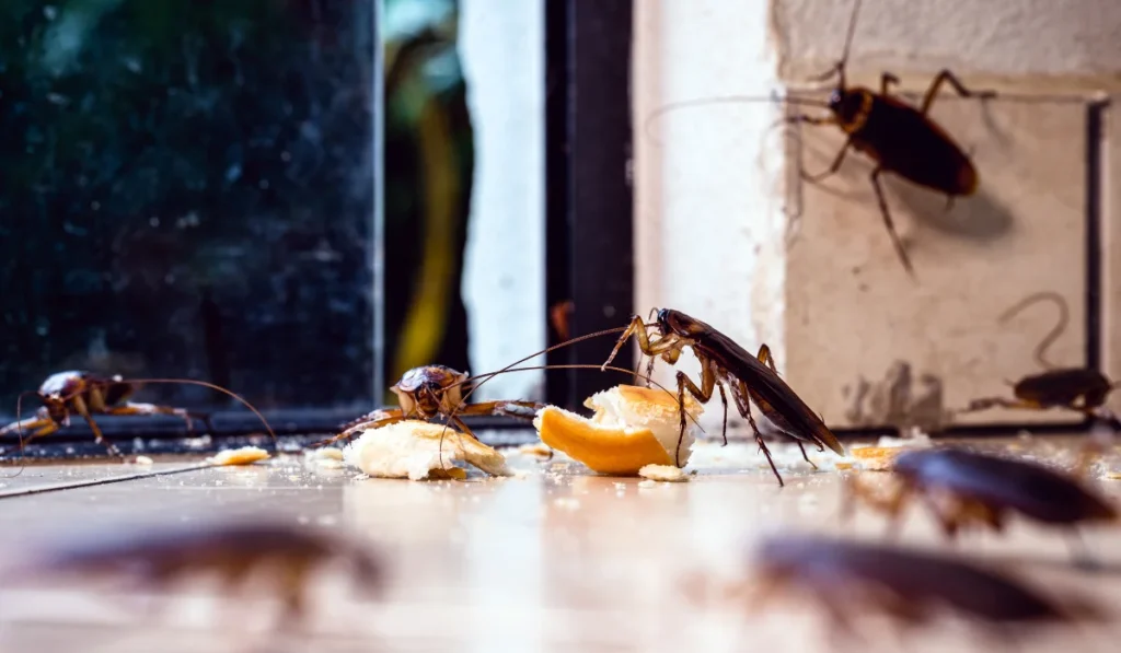 many cockroaches coming through the door