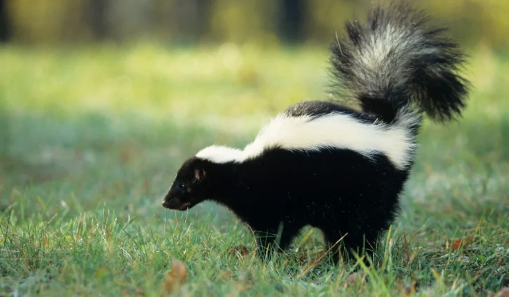 skunk