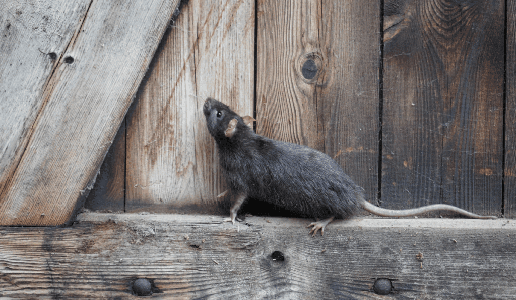 wild brown norway rat