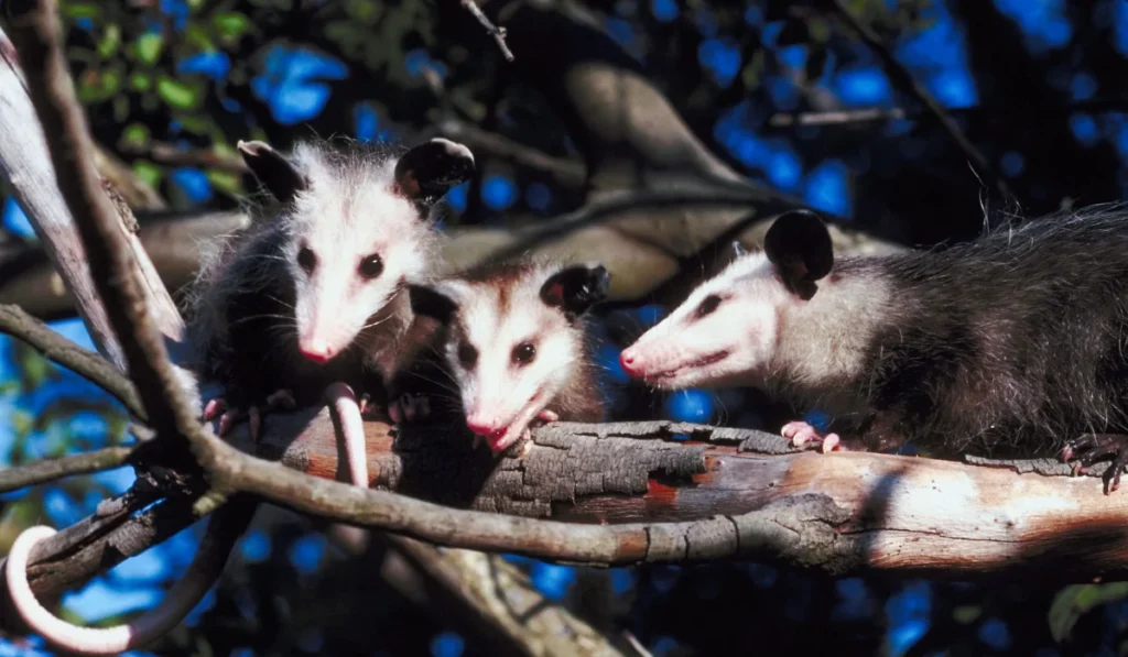 wild opposums
