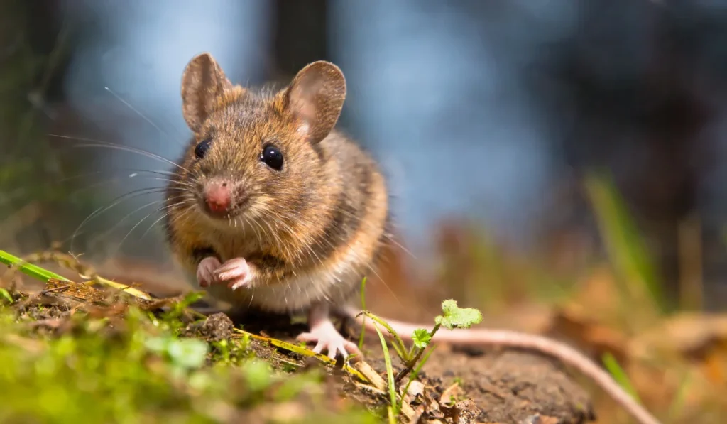 wood rat