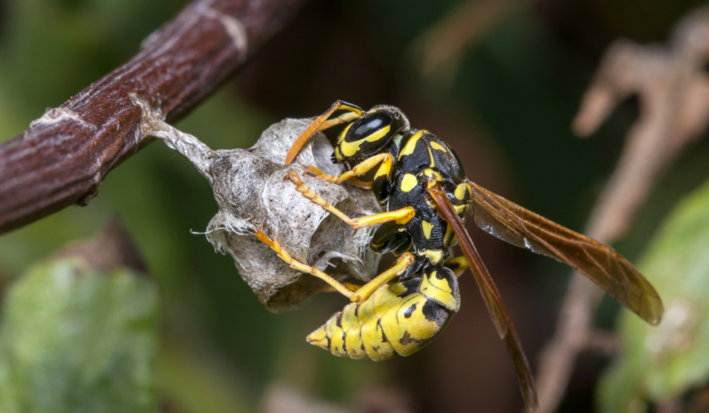 paper wasp building the nest