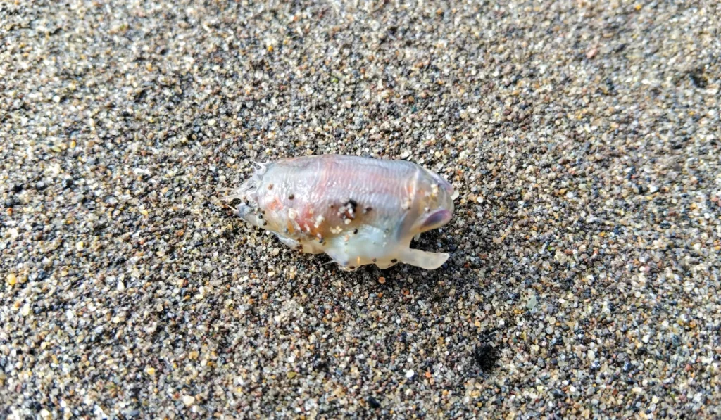 Mole crab, sand crab, sand flea
