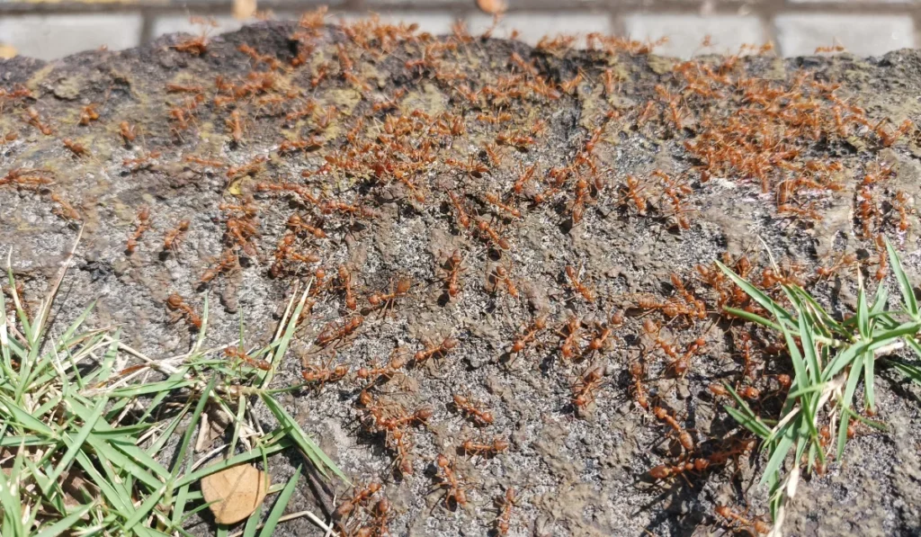 swarming fire ants