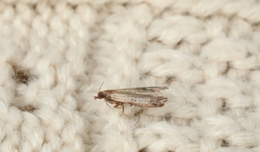 Common clothes moth