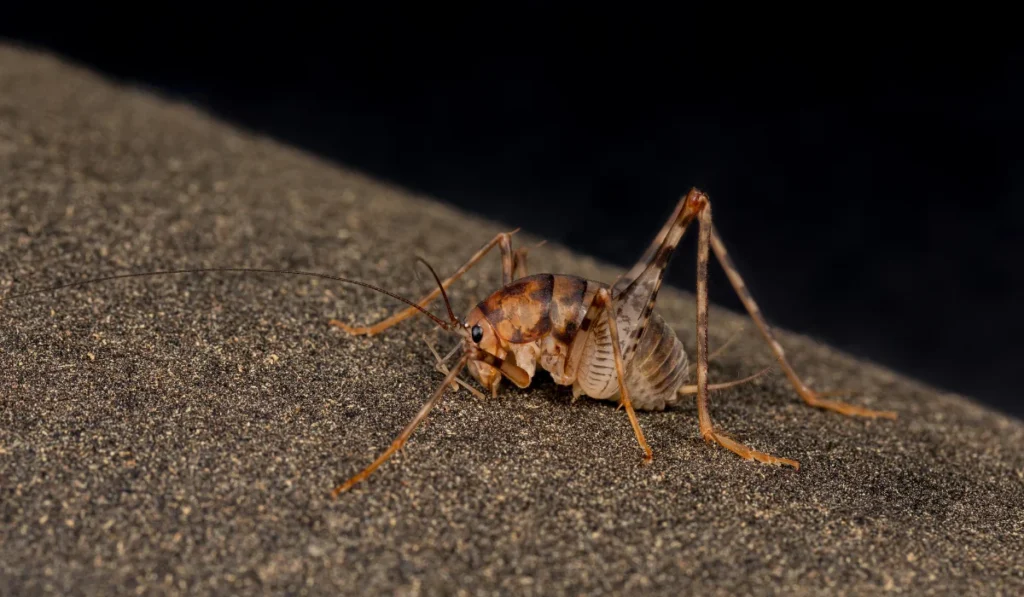 camel cricket in basement