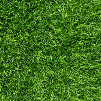 Close-up view of dense green grass blades covering a lawn