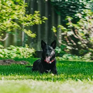 Black dog lying on a green lawn in a backyard with a wooden fence and leafy shrubs