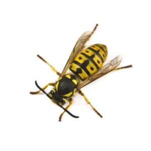 close up of wasp