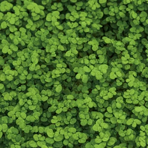 Dense carpet of low-growing green groundcover plants with small rounded leaves covering the soil
