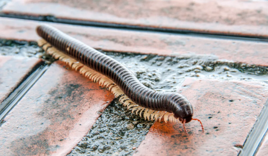 millipede at home