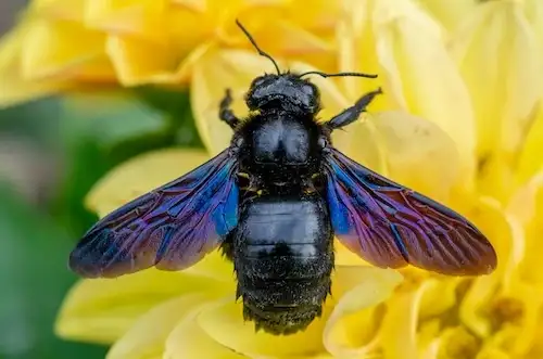 carpenter bee