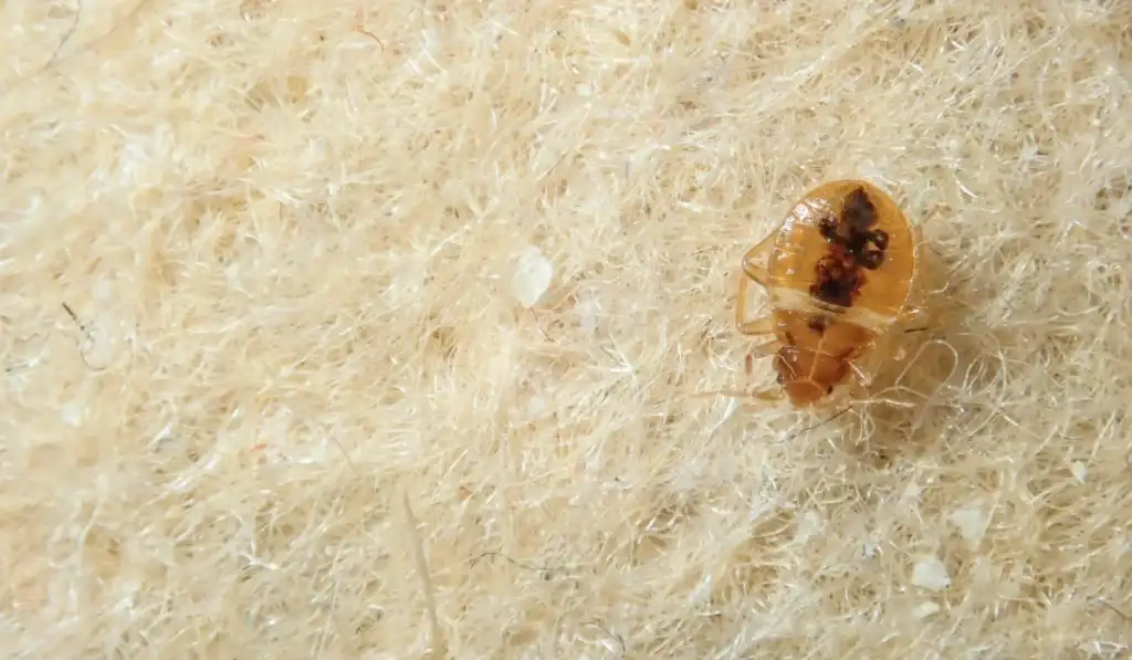 bed bug infestation