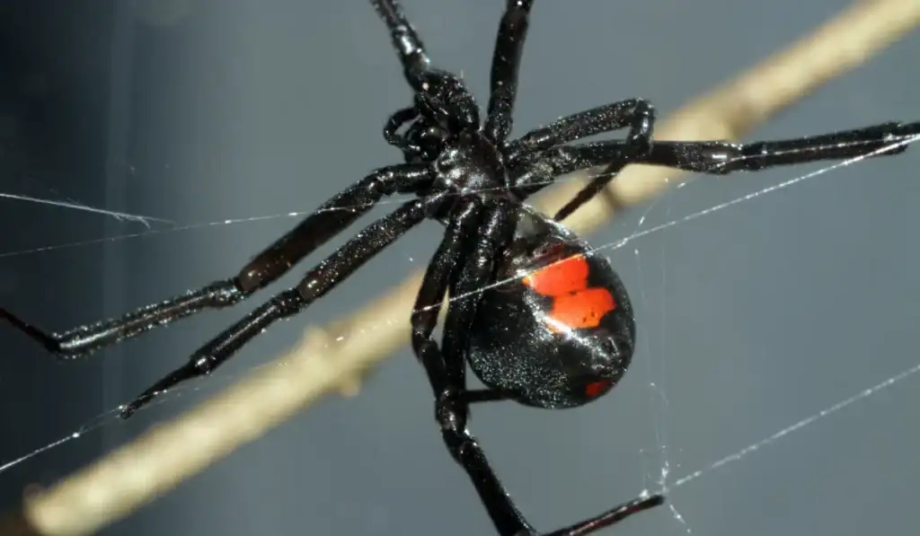 Black Widow Spider on a Web