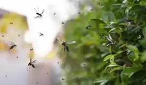 Swarm of mosquitoes hovering near a leafy green shrub