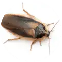 02d5c6ae6eb7aede7438791bf50c18c6