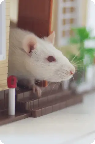 White mouse peeking from a small model house doorway on a tabletop