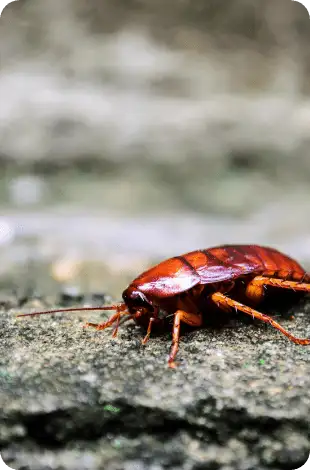 Brown cockroach crawling on rough concrete surface