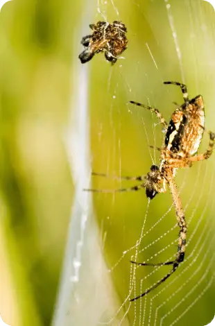 Brown spider on a silk web with a captured insect, set against a blurred green background
