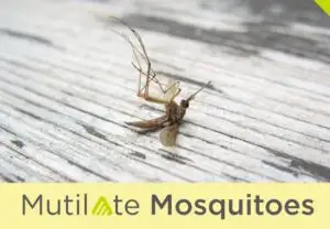 701-4-steps-to-help-protect-your-yard-from-mosquitoes