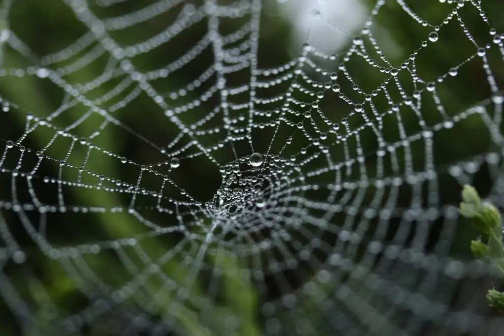 768-spiders-got-you-spooked