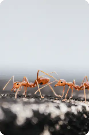 Three small orange-red ants walking across a rough, dark surface