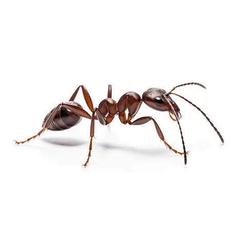 Brown ant centered on a white circular background
