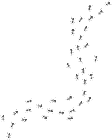 Trail of small black ants forming a curved line from lower-left toward upper-right on a green background
