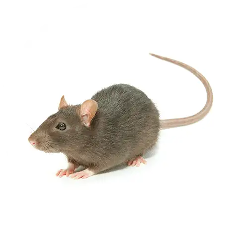 Dark brown rat with long tail on a white circular background