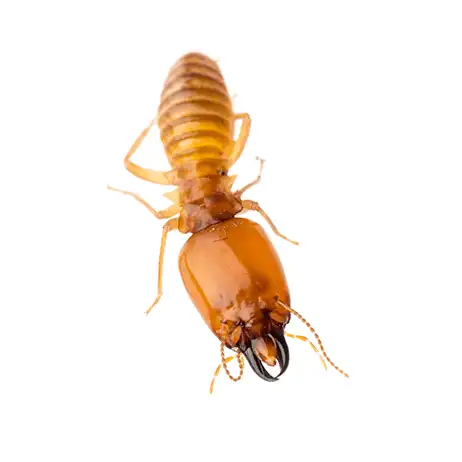 Close-up termite showing head and mandibles against a white circular background