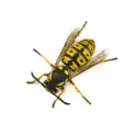 bdbf64901b15b7ef1ea08c17f2af6aeb