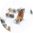 bed bug treatment