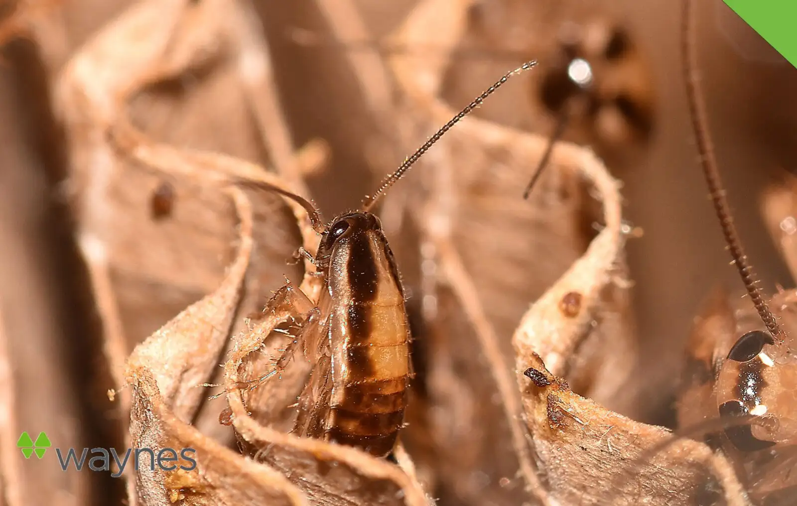 cockroach-blog