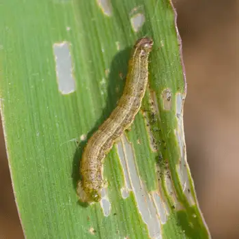 Greenish-brown caterpillar on a partially eaten green leaf with holes and bite marks