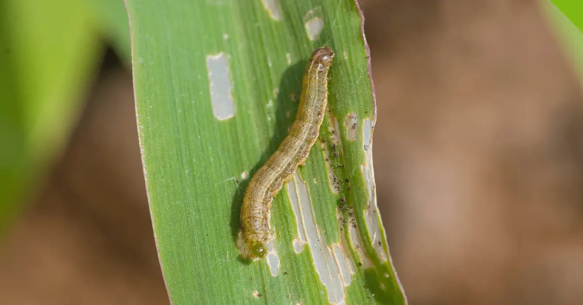 Green caterpillar on a partially eaten leaf showing feeding damage