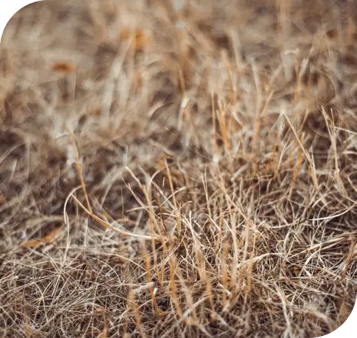 Patch of dead, dry brown grass on a lawn, illustrating grub damage