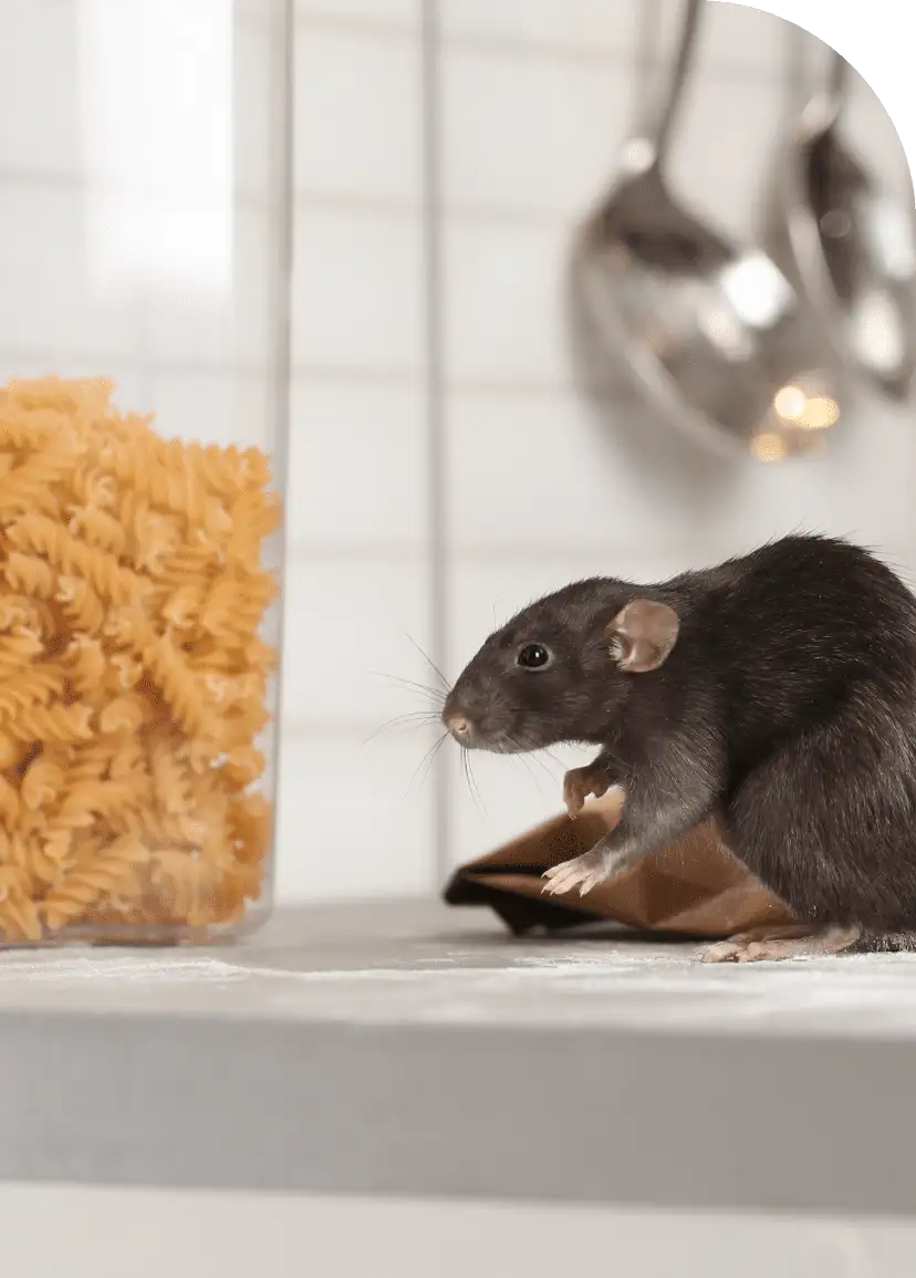 Dark rodent on a kitchen counter beside a jar of pasta and hanging ladles