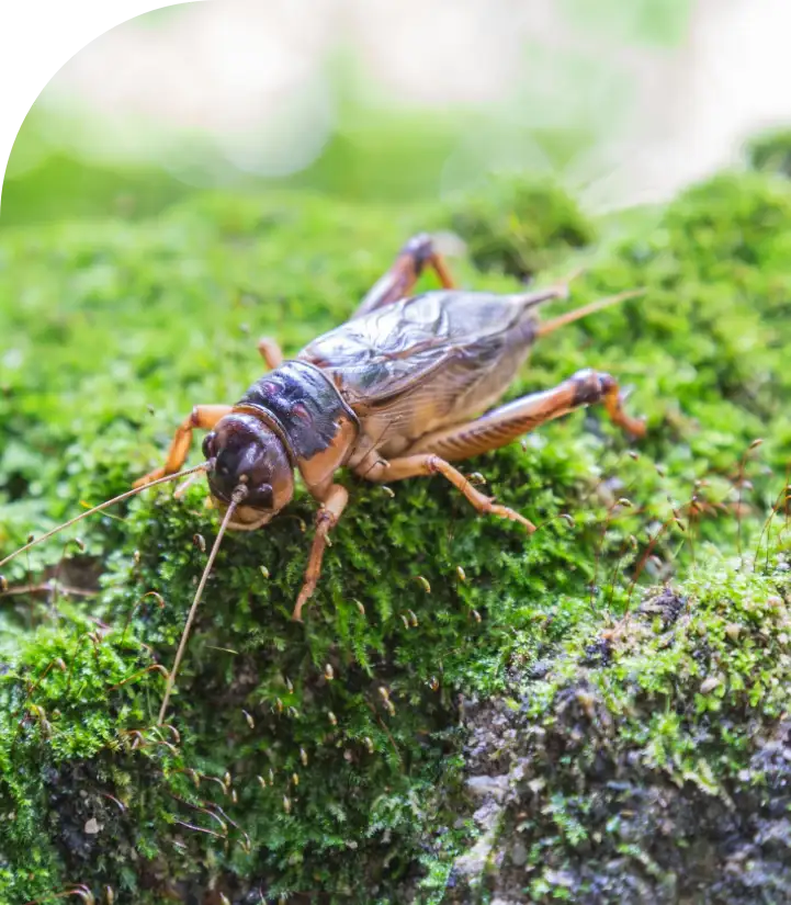 mole cricket resting on green moss, close-up