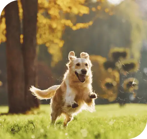 dog running through the lawn