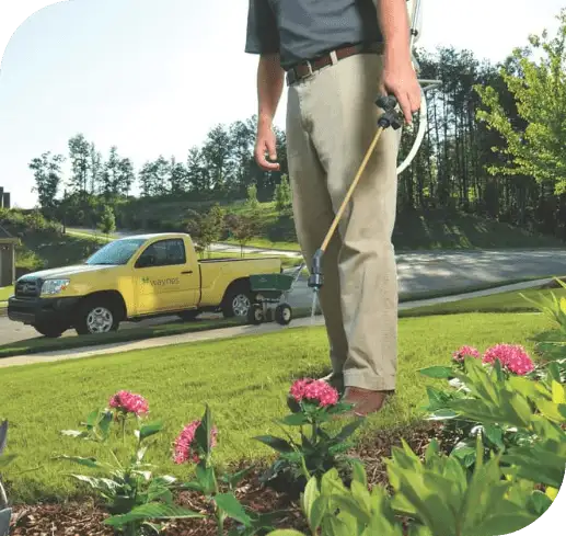 Technician spraying a flower bed with a handheld lawn sprayer, pickup truck with Waynes Pest Control logo parked behind