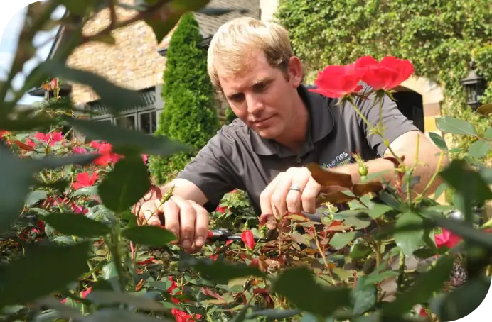 lawn pest control