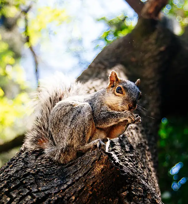 wildlife removal