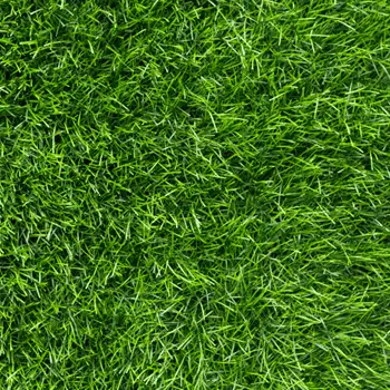 Close-up view of dense green grass blades covering a lawn