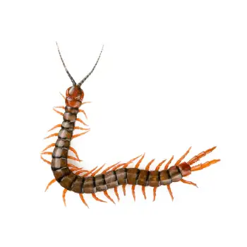 brown segmented centipede with many orange legs and long antennae curved on a white background