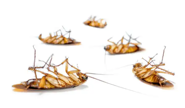Several dead cockroaches lying on their backs on a white surface
