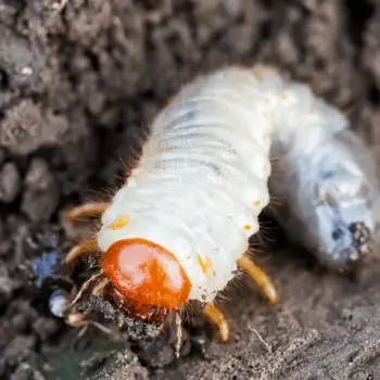 White C-shaped grub with an orange head crawling in dark soil